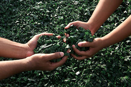 recicla